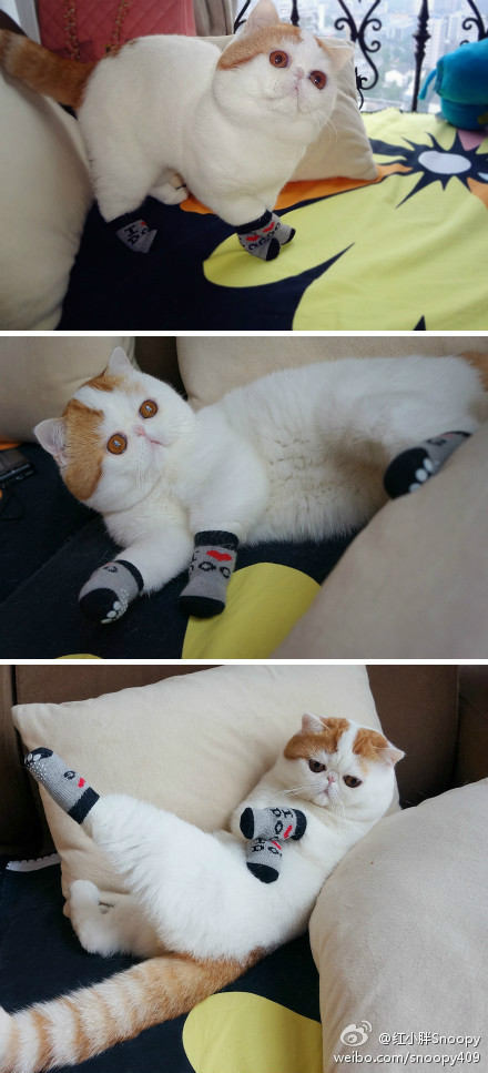 爱游戏官方入口-惊险刺激：猛虎与雄鹿的比赛将掀起风波，猛虎vs雄狮