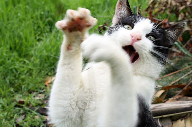 中小学体育教师教学技能提升方法,中小学体育教学的基本技能