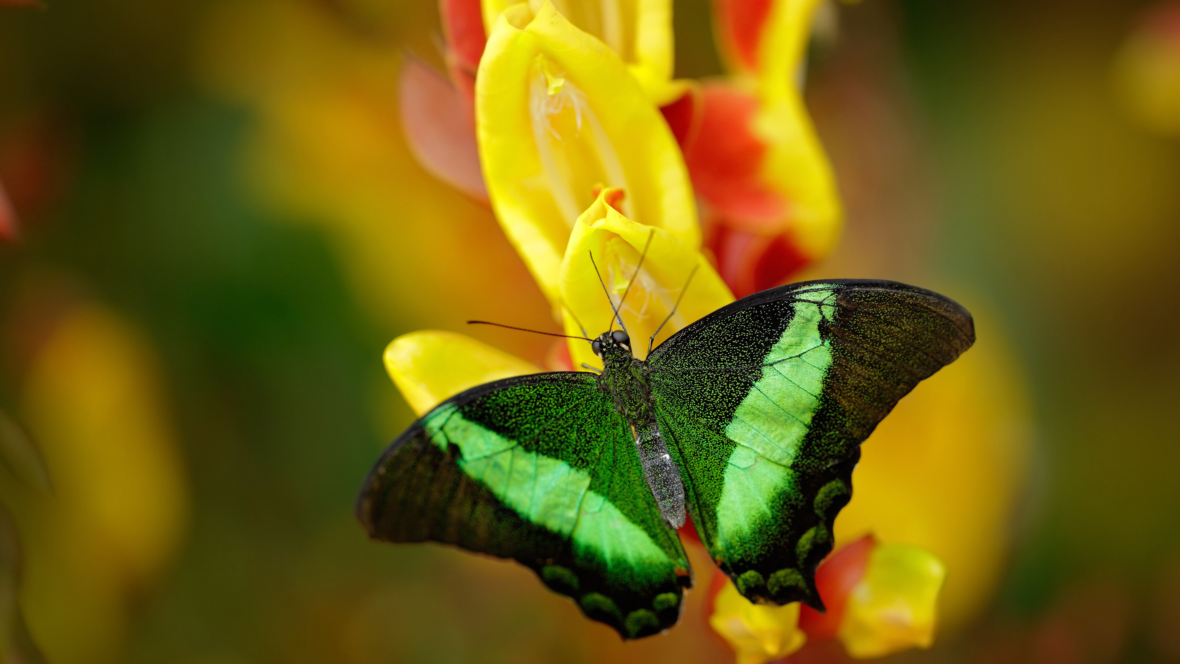 全国青少年壁球赛新星频现,中国大学生壁球锦标赛