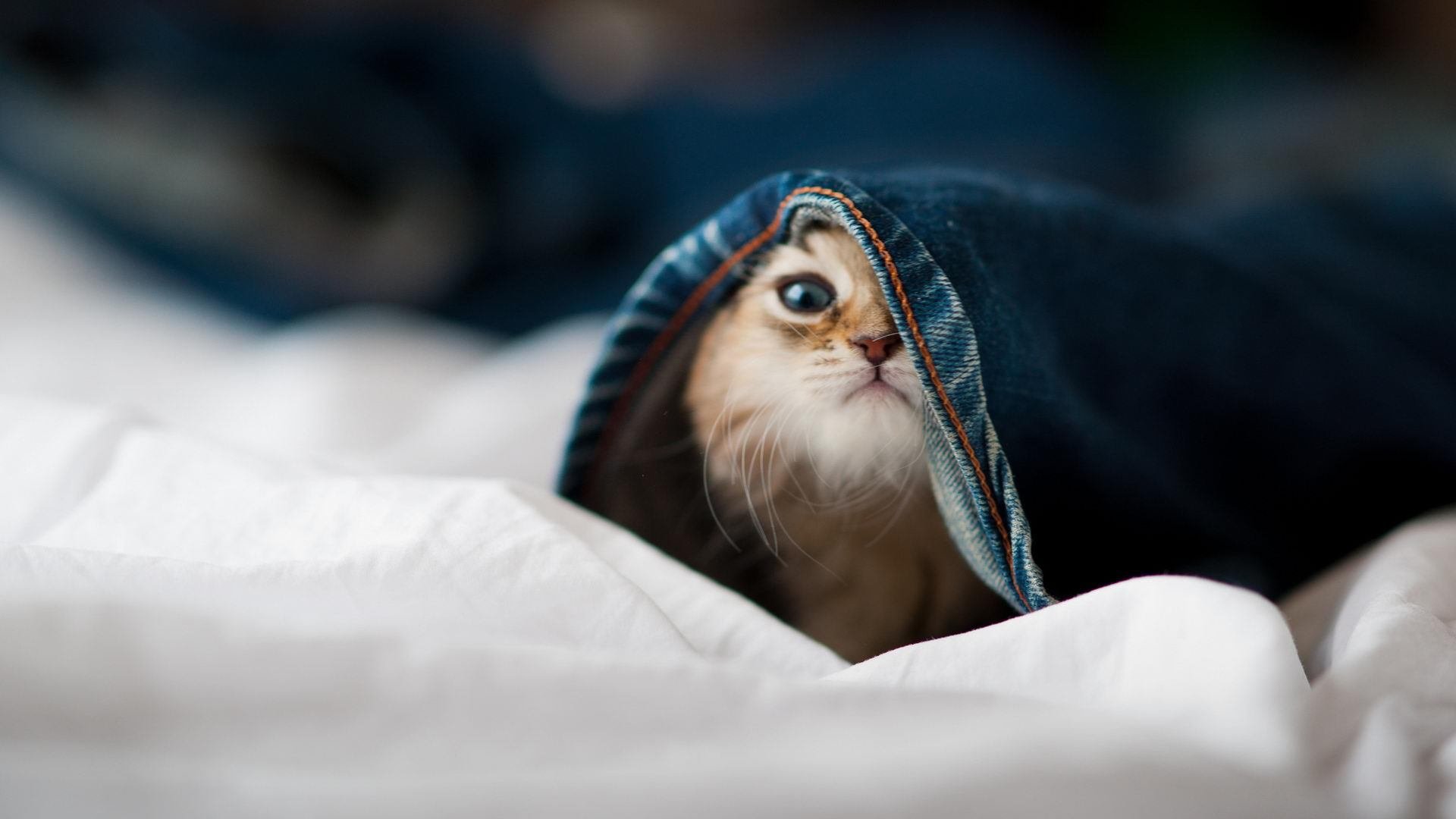 校园体育文化促进学生综合素质培养，良好的校园体育文化对促进学生的发展