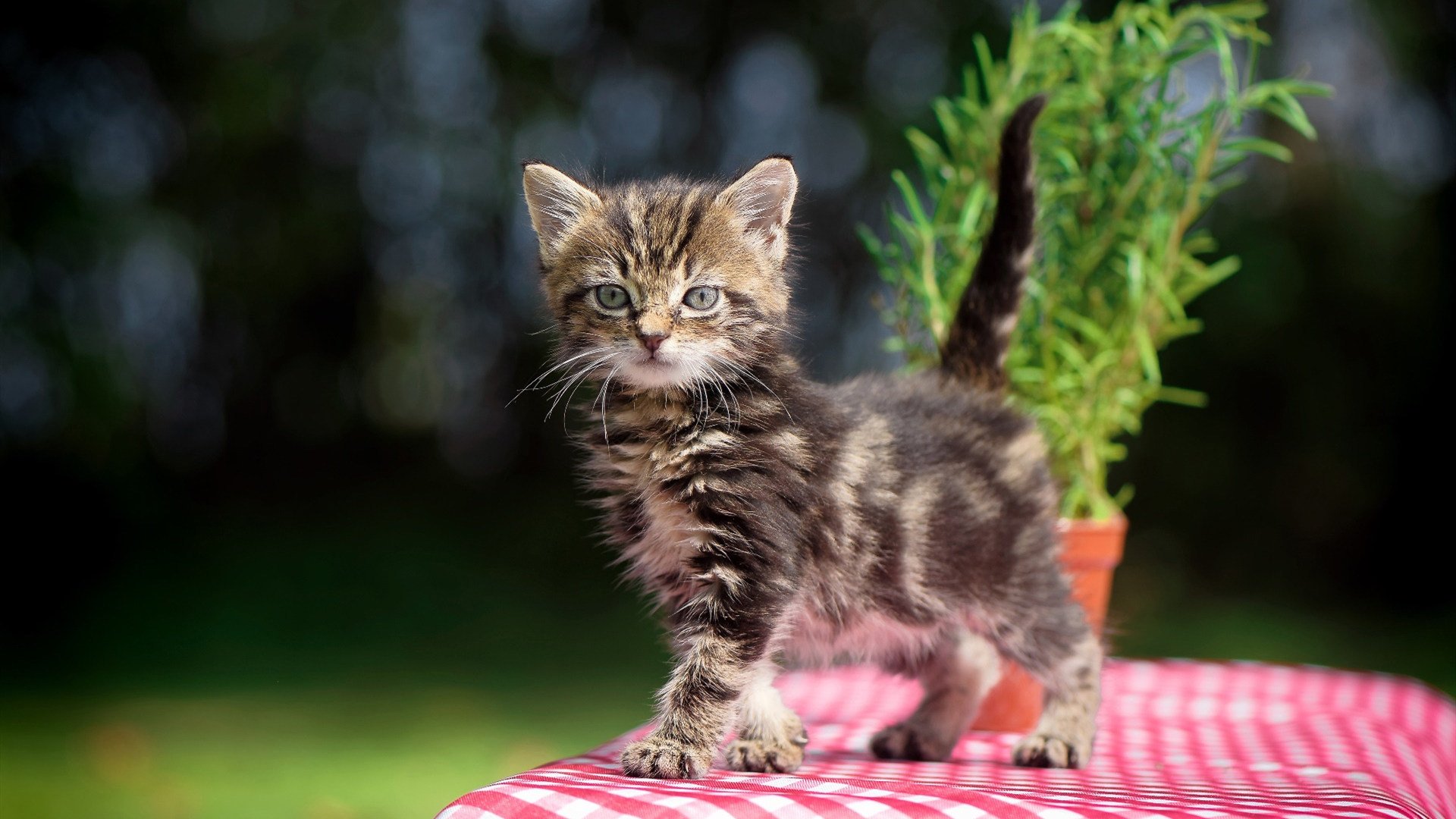 篮球运动员竞技状态实时监控系统设计，篮球监测app