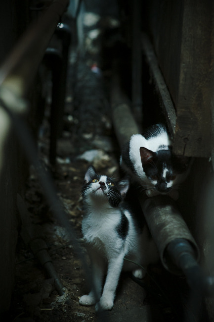 中国三人篮球男队提升短时间决策能力，中国男子三人篮球运动员