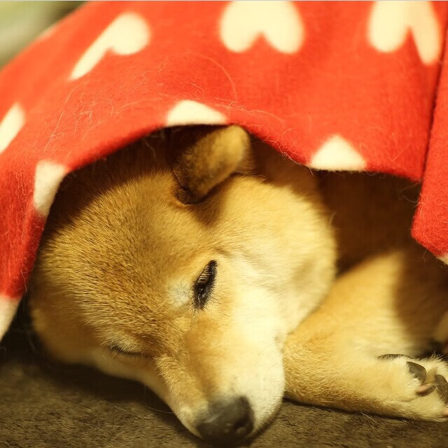 乒乓球比赛规则变动,选手技巧与战术多元化,乒乓球比赛规则说明