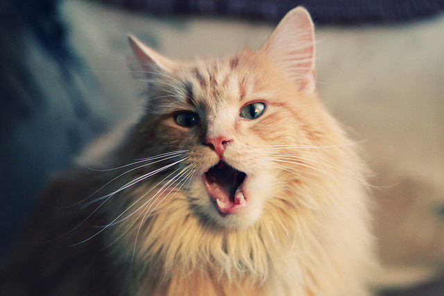 爱游戏在线-中锋是否应主动参与外线传球转移，中锋在球队的作用