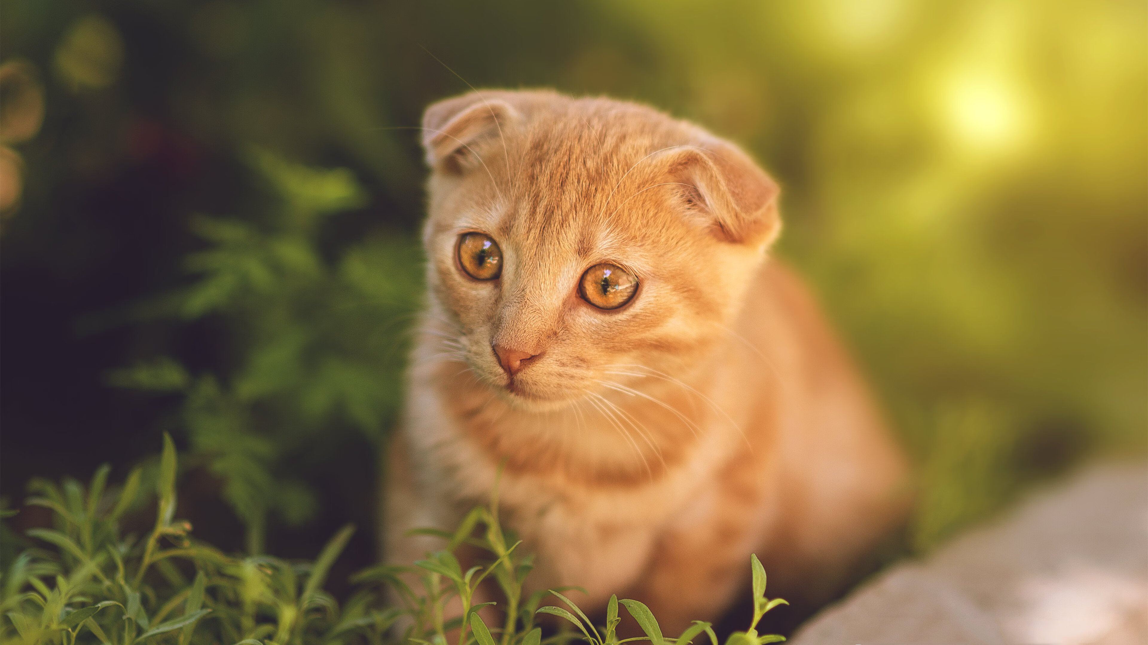 埃及队未来发展:从国内赛事到世界顶级竞技平台,埃及队怎么样